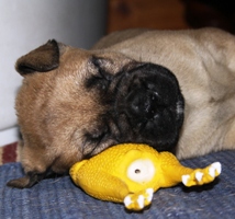 Sleeping beauty Sleeping beauty