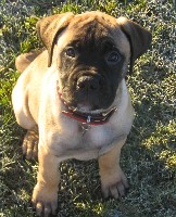 Lola 11 weeks