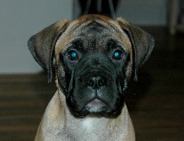 Lola 11,5 weeks