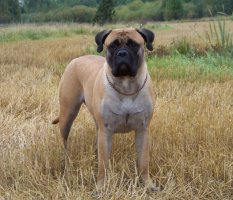 Lola 2 v/yrs
