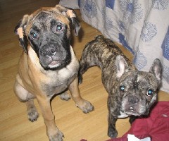 Lola & Lyyli
