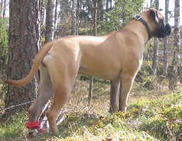 Lola 7,5 months