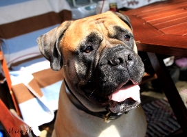 Lola 06.2010