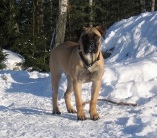 Maire 5,5 kk/months