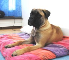 Maire 6 kk/months