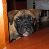 Maire 9,5 viikkoa/weeks