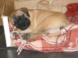 Maisa 7,5 weeks
