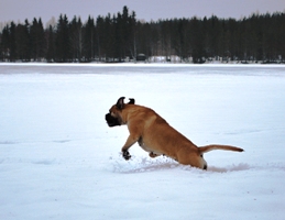 Maisa talvi/winter 2010