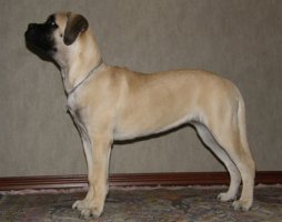 Nova 5 kk/months