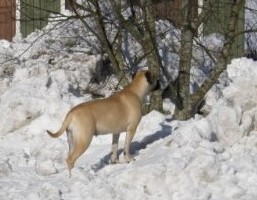 Nova 10,5 months