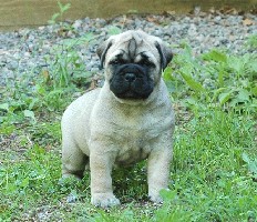 Nova 4 weeks