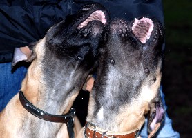 Siiri & Pesonen