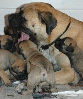Wiivi & pups