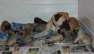 Wiivi & pups