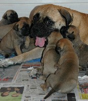 Wiivi & pups