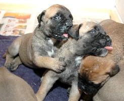 3,5 weeks