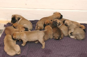 3,5 weeks