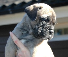 5,5 weeks