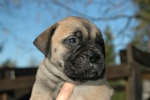 5,5 weeks