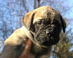5,5 weeks