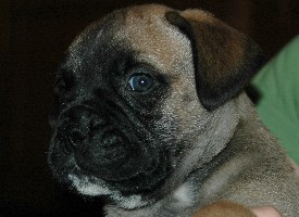 6 weeks