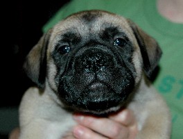 6 weeks