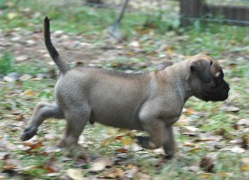 6,5 weeks
