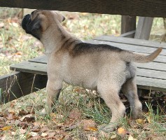 6,5 weeks