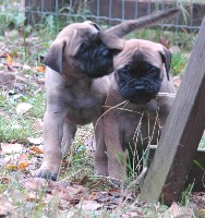 6,5 weeks