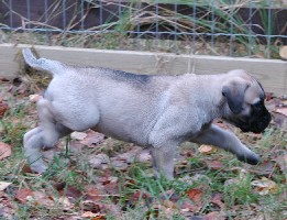 6,5 weeks