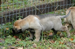 6,5 weeks