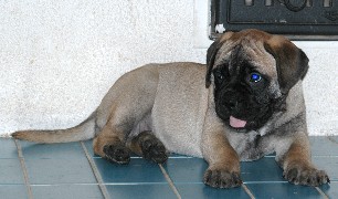 7,5 weeks