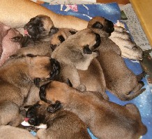 A-litter 5 days