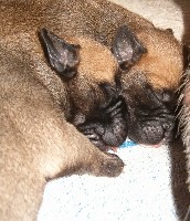 A-litter 5 days