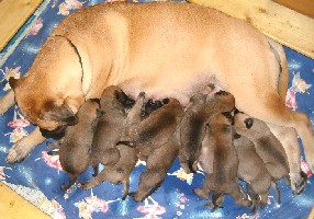 A-litter 2 weeks