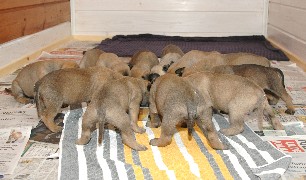 3,5 weeks