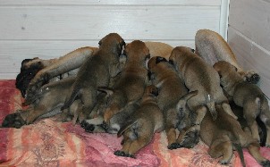 4 weeks