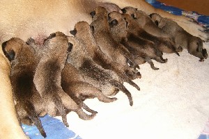 A-litter newborn