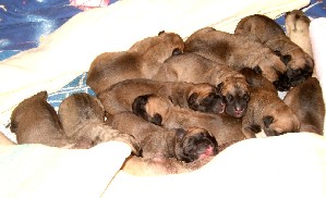 A-litter newborn