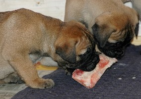 First bones