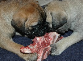 First bones