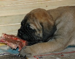 First bones