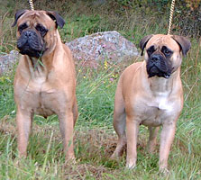 Hansson & Wiivi 7.2007