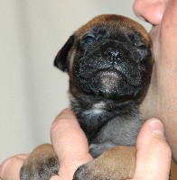 Kaulus 2,5 weeks