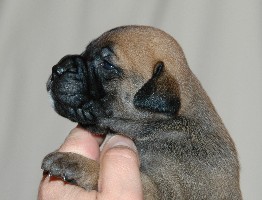 Kaulus 2,5 weeks