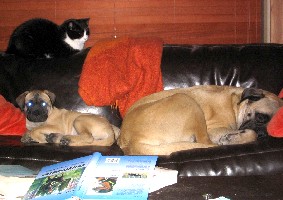 Maisa & Tauno