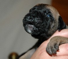 Mutka 2,5 weeks