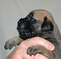 Mutka 2,5 weeks