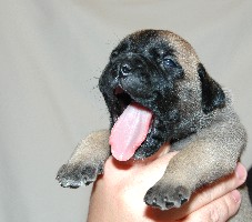 Nasu 2,5 weeks