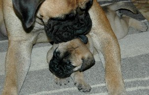 5,5 weeks
